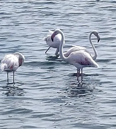 La Vista Bonita - La Mata La Mata (Torrevieja)